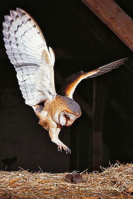 Beuteflug einer Schleiereule