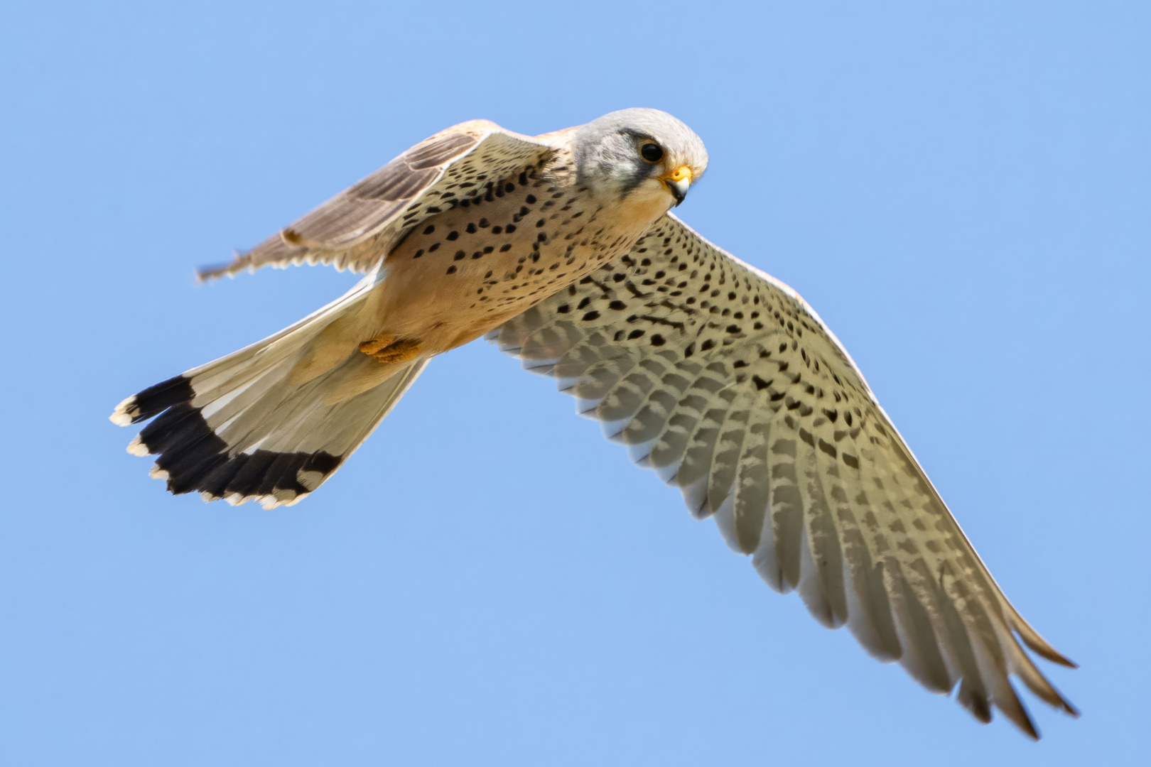 Beuteflug vom Turmfalken