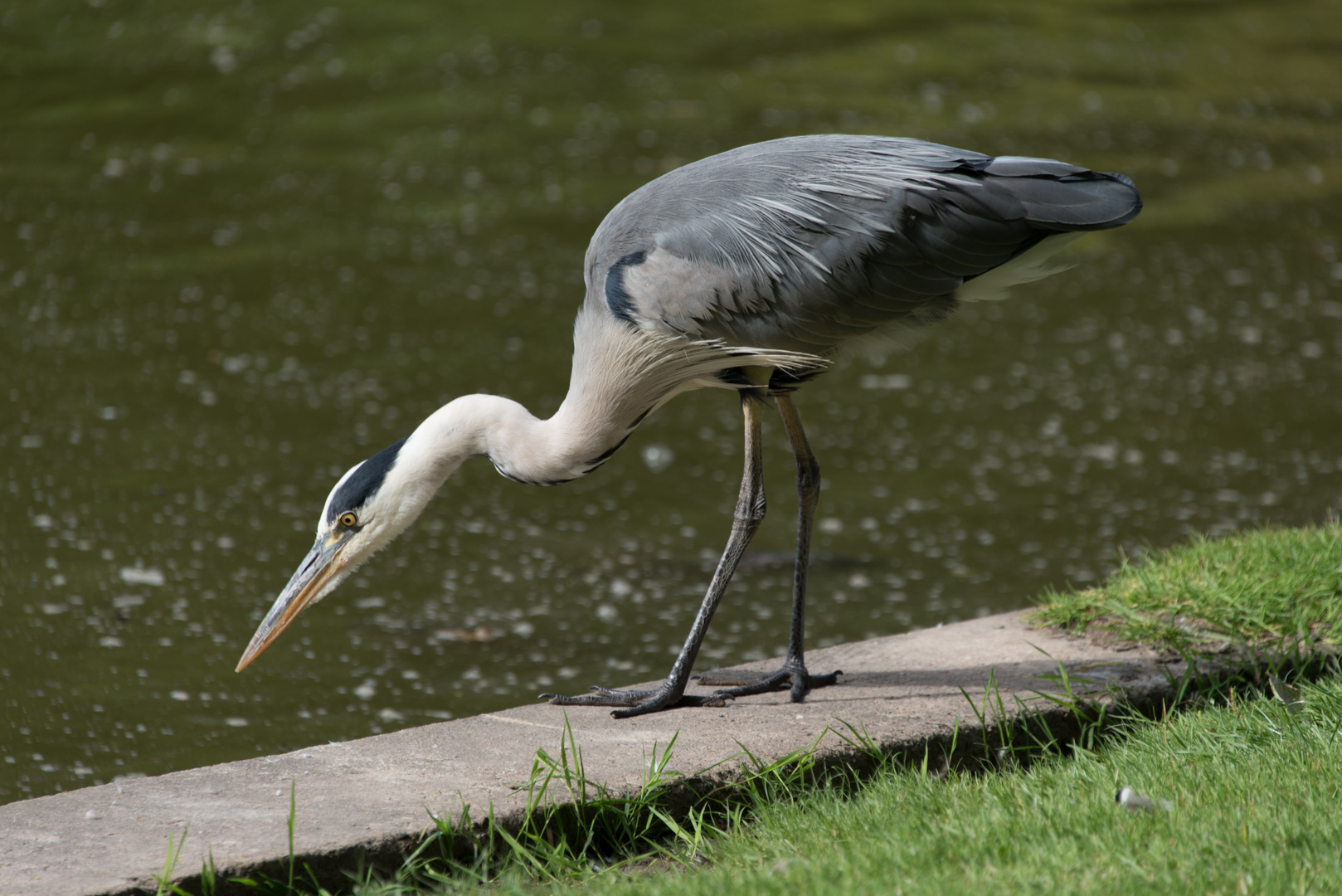 Beutegänger im Kurpark