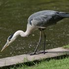 Beutegänger im Kurpark