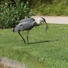 Beutegänger im Kurpark