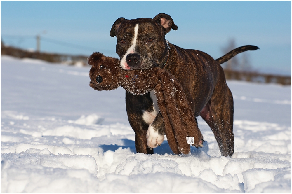 Beutegreifer Hund :-)