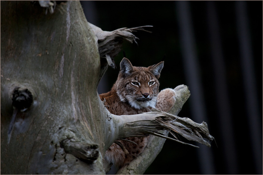 Beutegreifer in unseren Wälder 1