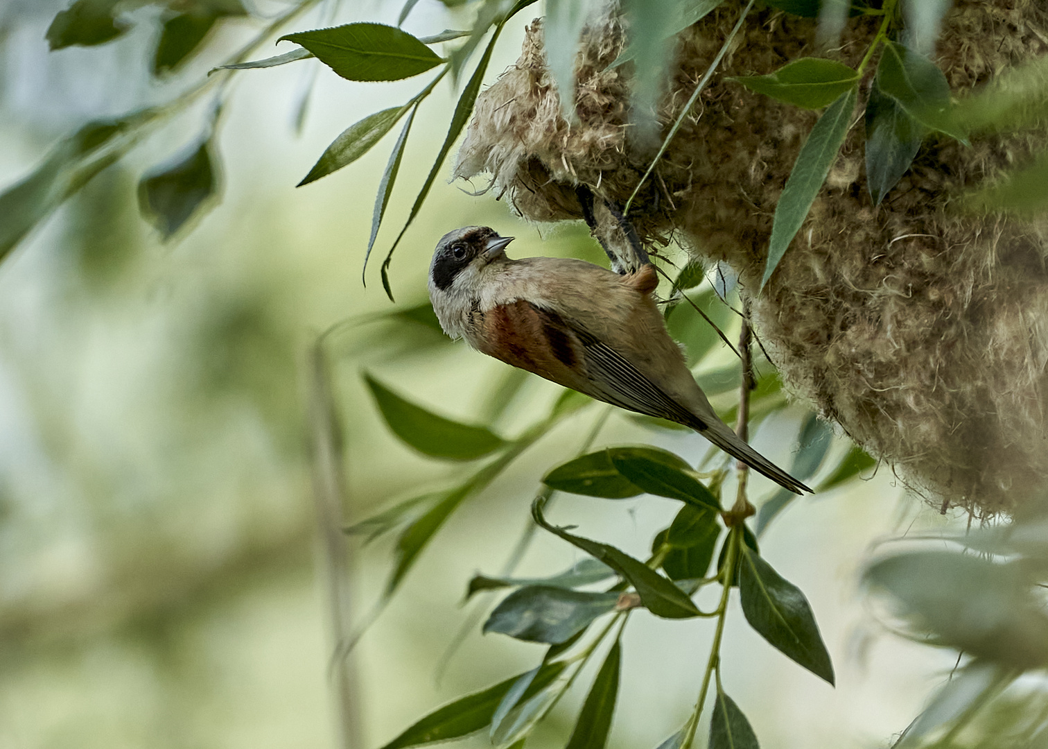 Beutelmeise am Nest