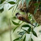 Beutelmeise am Nest