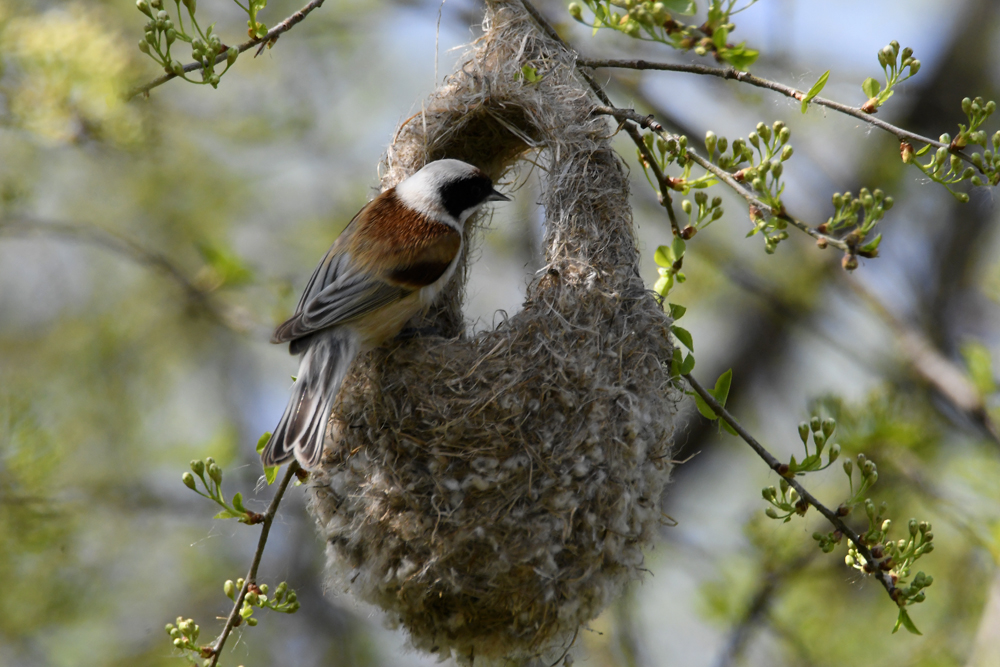 Beutelmeise am Nest