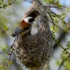 Beutelmeise am Nest