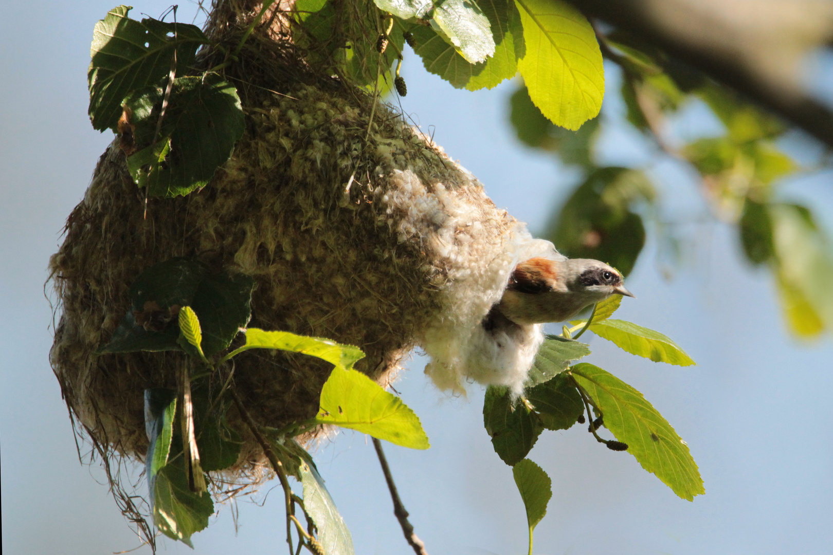 Beutelmeise am Nest (Oberlausitzer Teichgebiet)