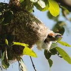 Beutelmeise am Nest (Oberlausitzer Teichgebiet)