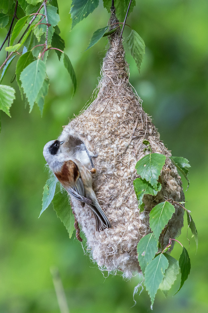 Beutelmeise bei der Fertigstellung des Nests