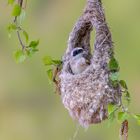 Beutelmeise beim Nestbau