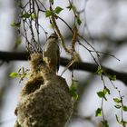 Beutelmeise beim Nestbau