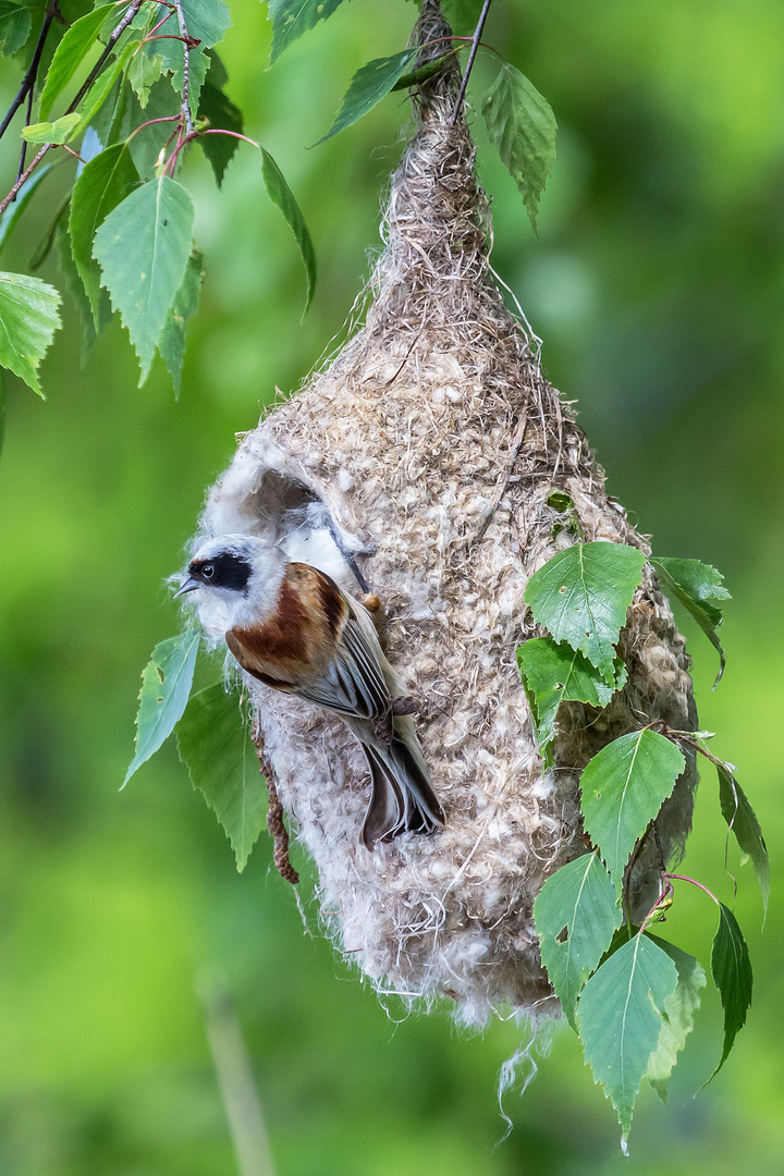 Beutelmeise beim Nestbau