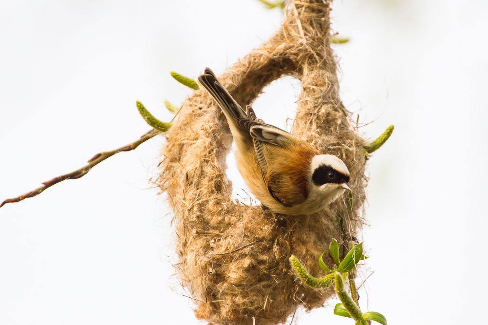 Beutelmeise beim Nestbau