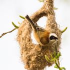 Beutelmeise beim Nestbau