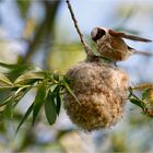 Beutelmeise beim Nestbau