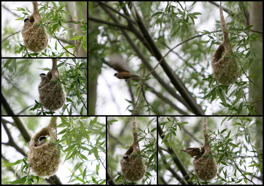 Beutelmeise - Collage