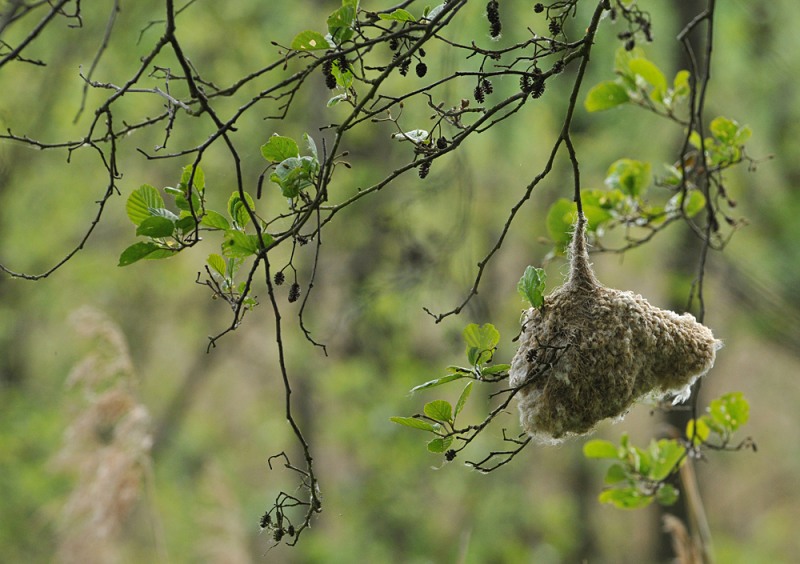 Beutelmeise: Ein Pendel in der Vogelwelt 01