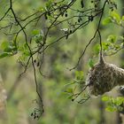 Beutelmeise: Ein Pendel in der Vogelwelt 01