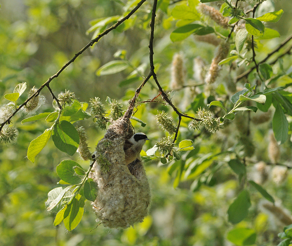 Beutelmeise: Ein Pendel in der Vogelwelt 02