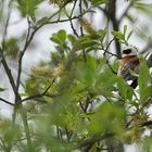 Beutelmeise: Ein Pendel in der Vogelwelt 03