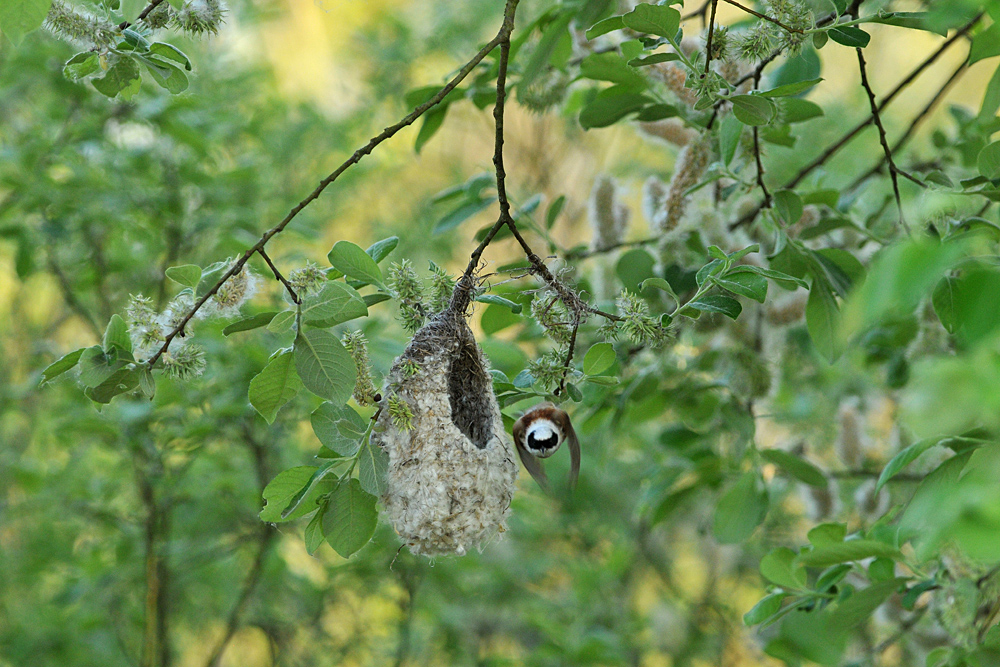 Beutelmeise: Ein Pendel in der Vogelwelt 04