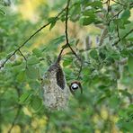 Beutelmeise: Ein Pendel in der Vogelwelt 04