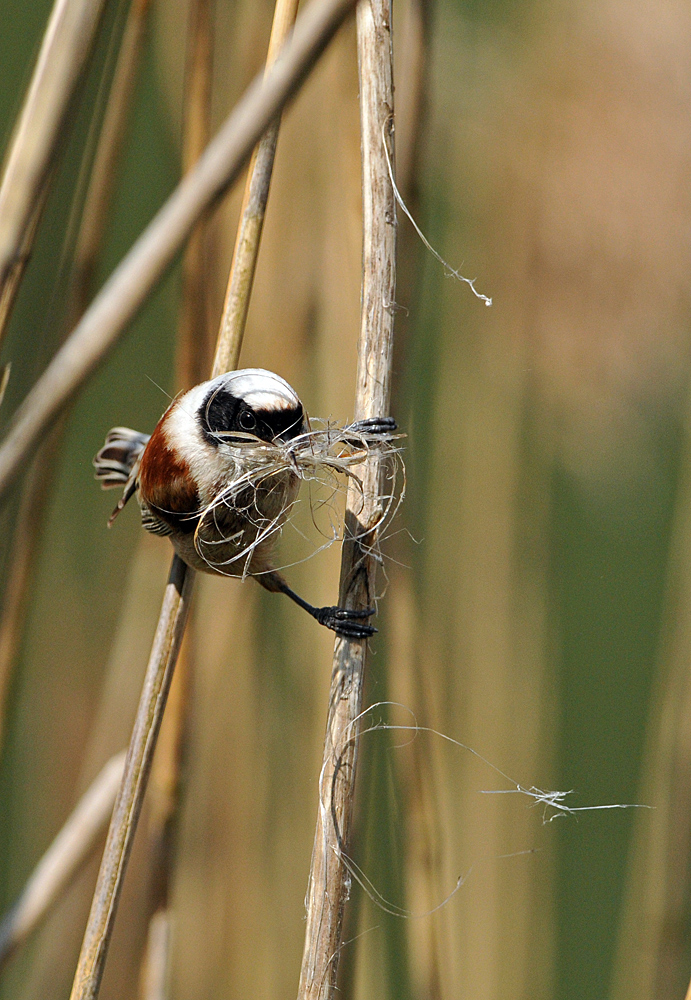 Beutelmeise: Ein Pendel in der Vogelwelt 05