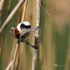 Beutelmeise: Ein Pendel in der Vogelwelt 05