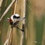 Beutelmeise: Ein Pendel in der Vogelwelt 05