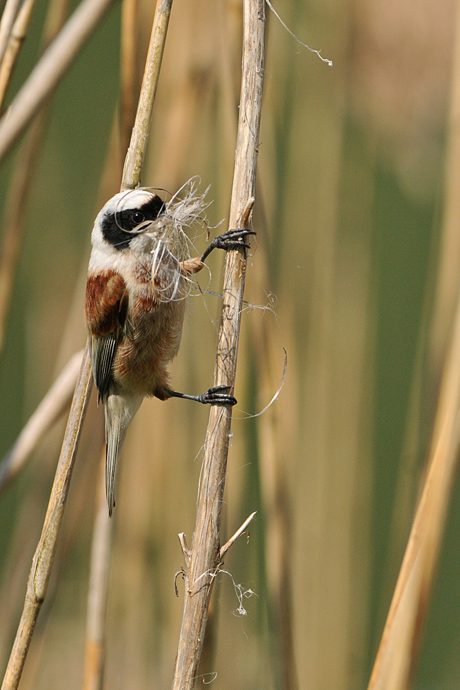 Beutelmeise: Ein Pendel in der Vogelwelt 06