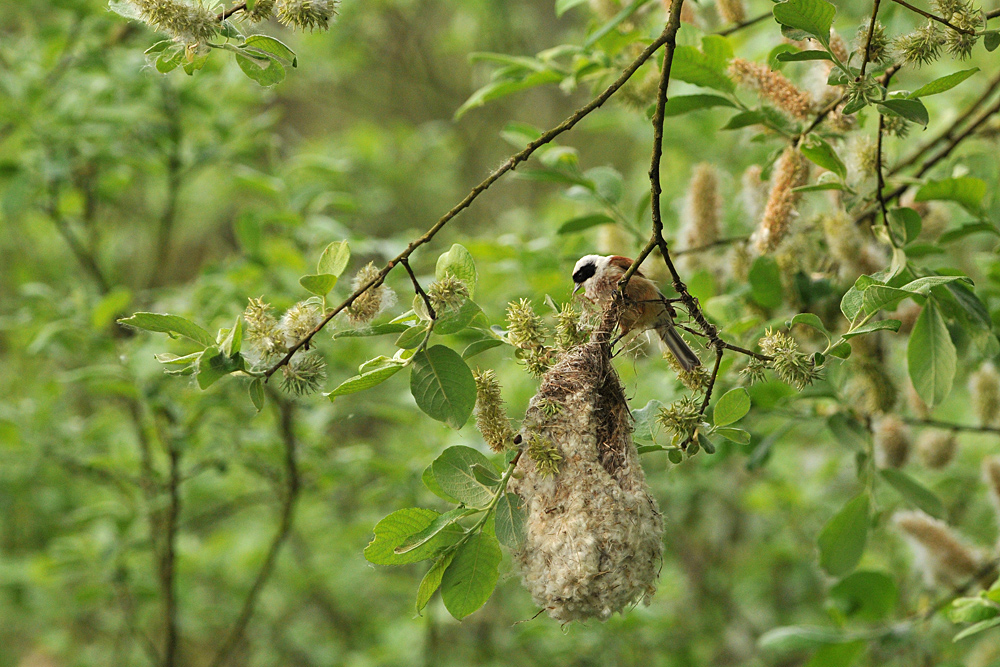 Beutelmeise: Ein Pendel in der Vogelwelt 07