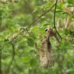 Beutelmeise: Ein Pendel in der Vogelwelt 07