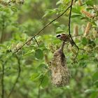 Beutelmeise: Ein Pendel in der Vogelwelt 08