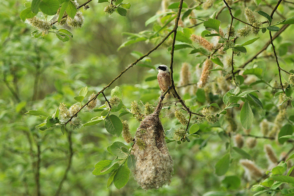 Beutelmeise: Ein Pendel in der Vogelwelt 09