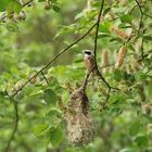 Beutelmeise: Ein Pendel in der Vogelwelt 09