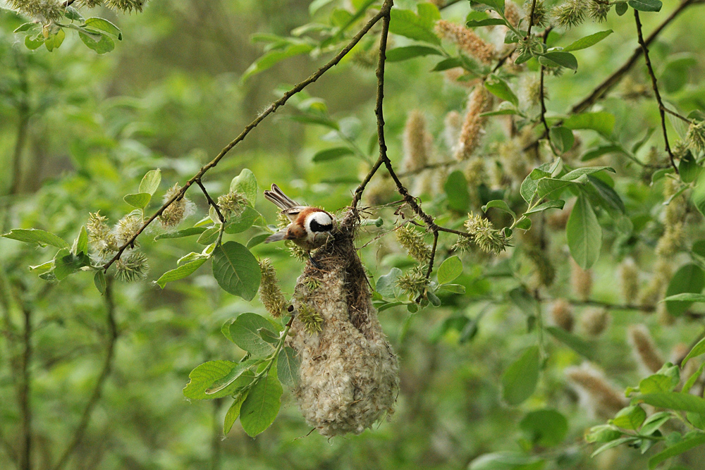 Beutelmeise: Ein Pendel in der Vogelwelt 10