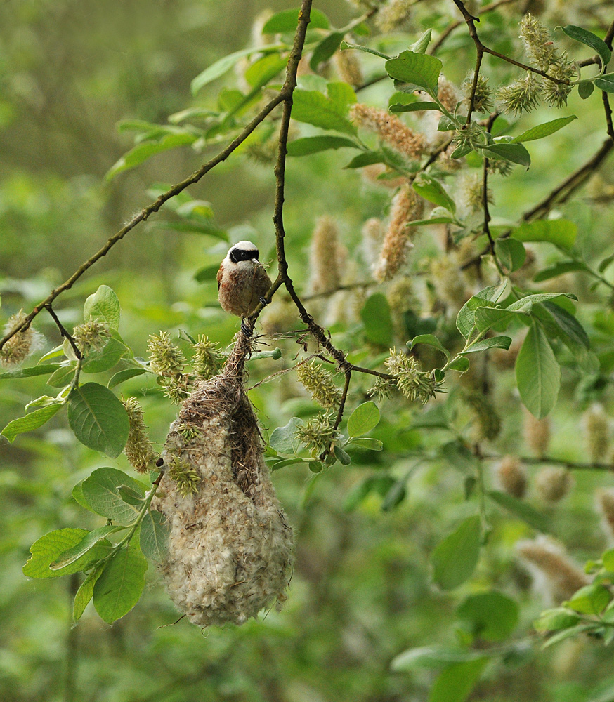 Beutelmeise: Ein Pendel in der Vogelwelt 11