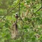 Beutelmeise: Ein Pendel in der Vogelwelt 11