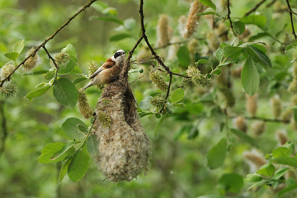 Beutelmeise: Ein Pendel in der Vogelwelt 12