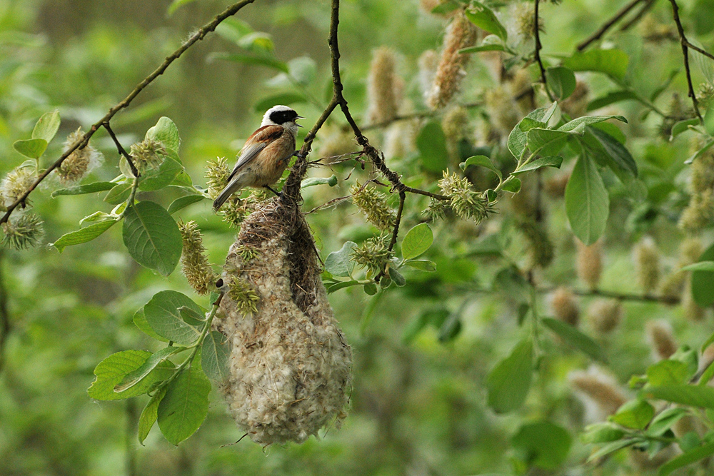 Beutelmeise: Ein Pendel in der Vogelwelt 13