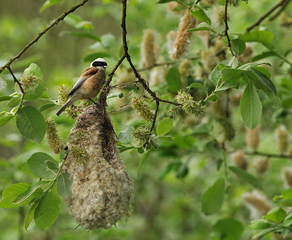 Beutelmeise: Ein Pendel in der Vogelwelt 14