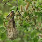 Beutelmeise: Ein Pendel in der Vogelwelt 14