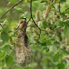 Beutelmeise: Ein Pendel in der Vogelwelt 15