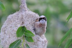 Beutelmeise im Nest