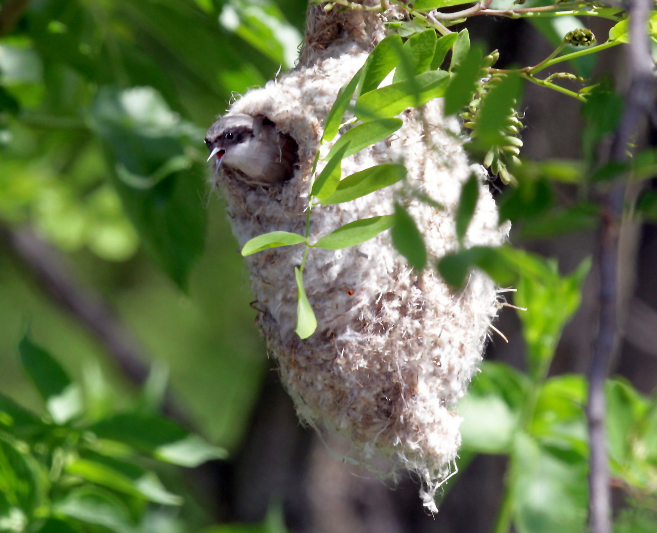 Beutelmeise-im-Nest