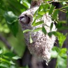 Beutelmeise-im-Nest