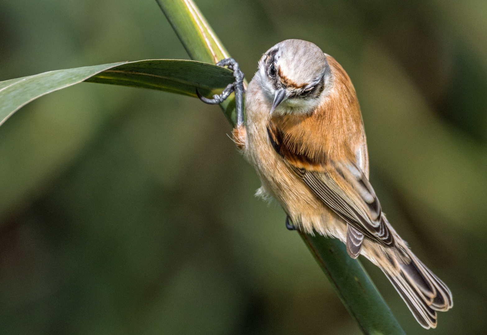 Beutelmeise Jungvogel