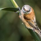 Beutelmeise Jungvogel