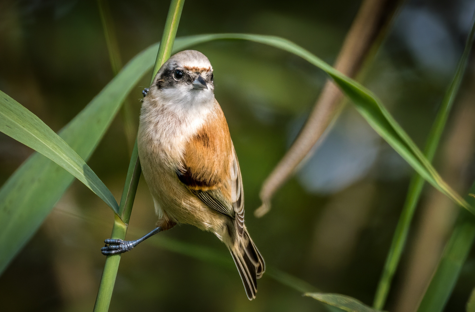 "BEUTELMEISE", Jungvogel